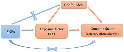 Rheumatoid arthritis and coronary atherosclerosis: a two-sample Mendelian randomization study